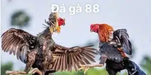 đá gà 88