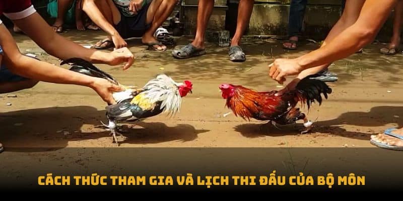 hướng dẫn tham gia đá gà trực tuyến